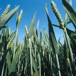 corn products international